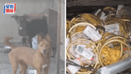 離奇！湖南賊仔偷金留低手機，靠狗吠聲破案？