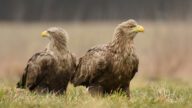英國白尾海鵰復育遇挫！三隻猛禽神秘消失，警方懸賞緝兇
