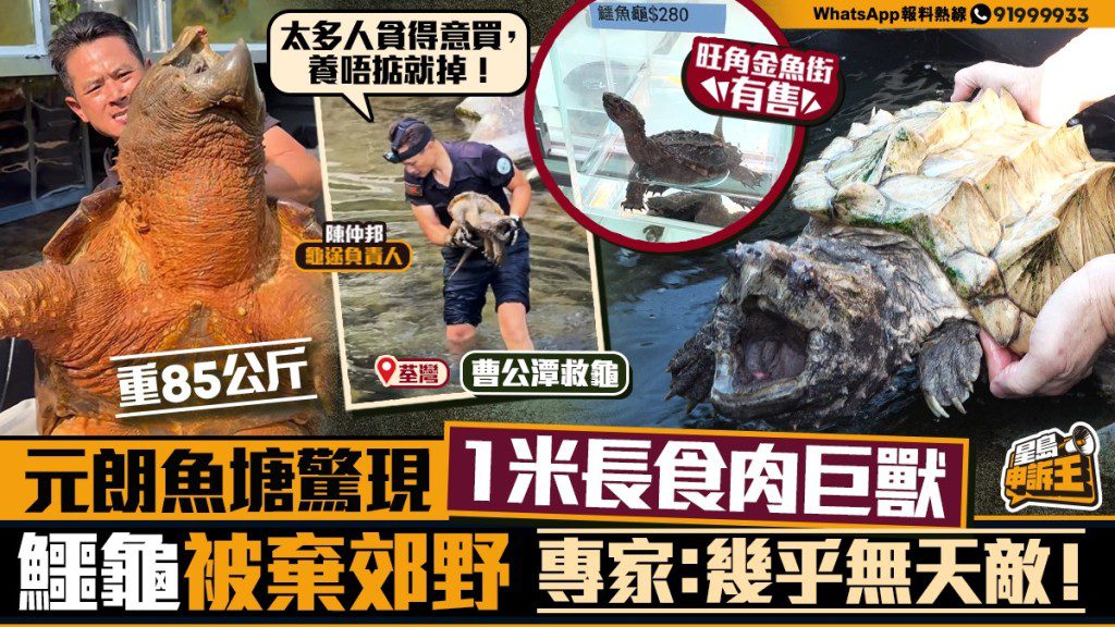 元朗魚塘驚現1米長「食魚巨獸」！專家警告：鱷龜幾乎無天敵，切勿當寵物養