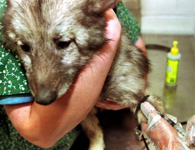 三藩市灣區犬隻爆發致命傳染病 獸醫呼籲警惕