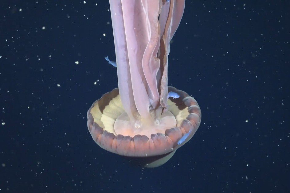 深海驚見10米長的「幽靈水母」！體型大如校車，全球僅目擊100次的「冥河水母」影像曝光