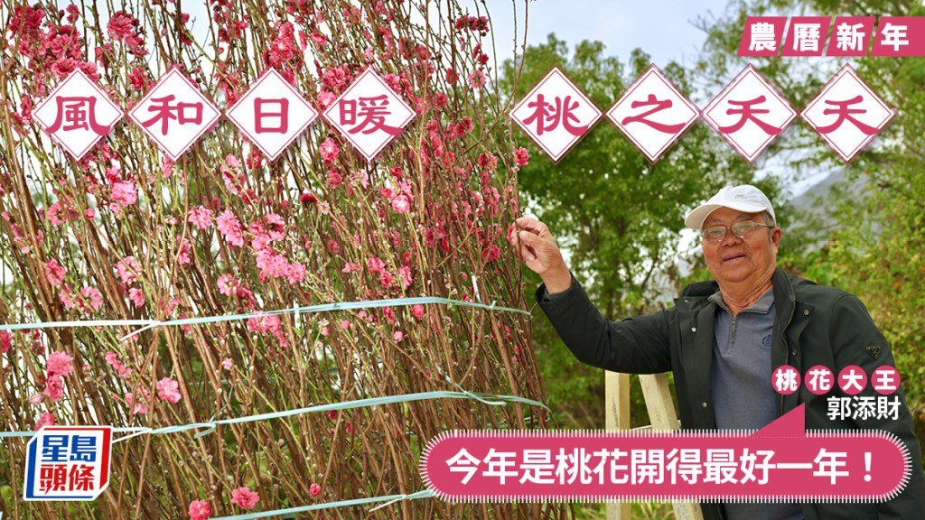 【新春年花】天氣和暖桃花開得最靚！「桃花大王」：今年係開得最好嘅一年