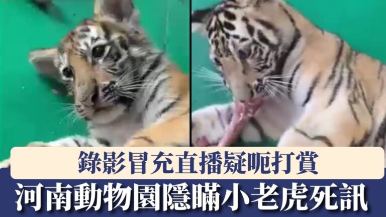 【離譜動物園】河南動物園隱瞞老虎BB死訊 職員用舊片扮直播呃粉絲打賞