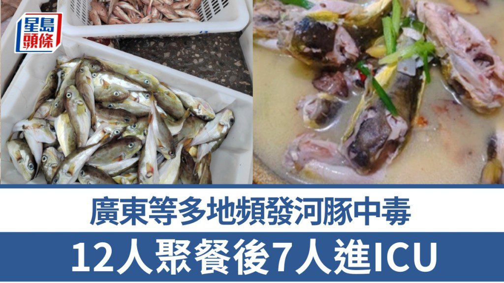 【河豚中毒】12人聚餐7人入ICU！廣東等多地接連爆中毒事件，野生河豚竟仍在市面販售